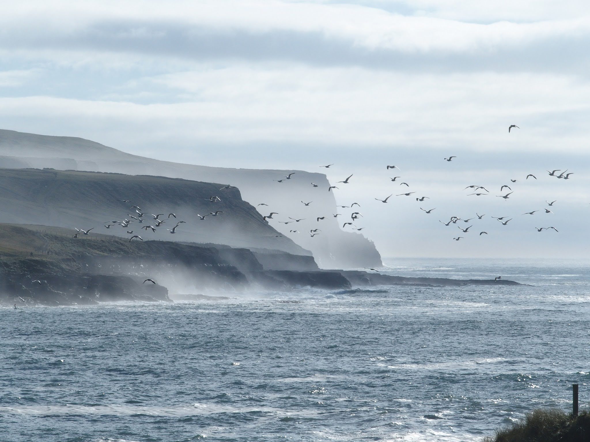 imagen mujer de blanco con flor morada entre las manos